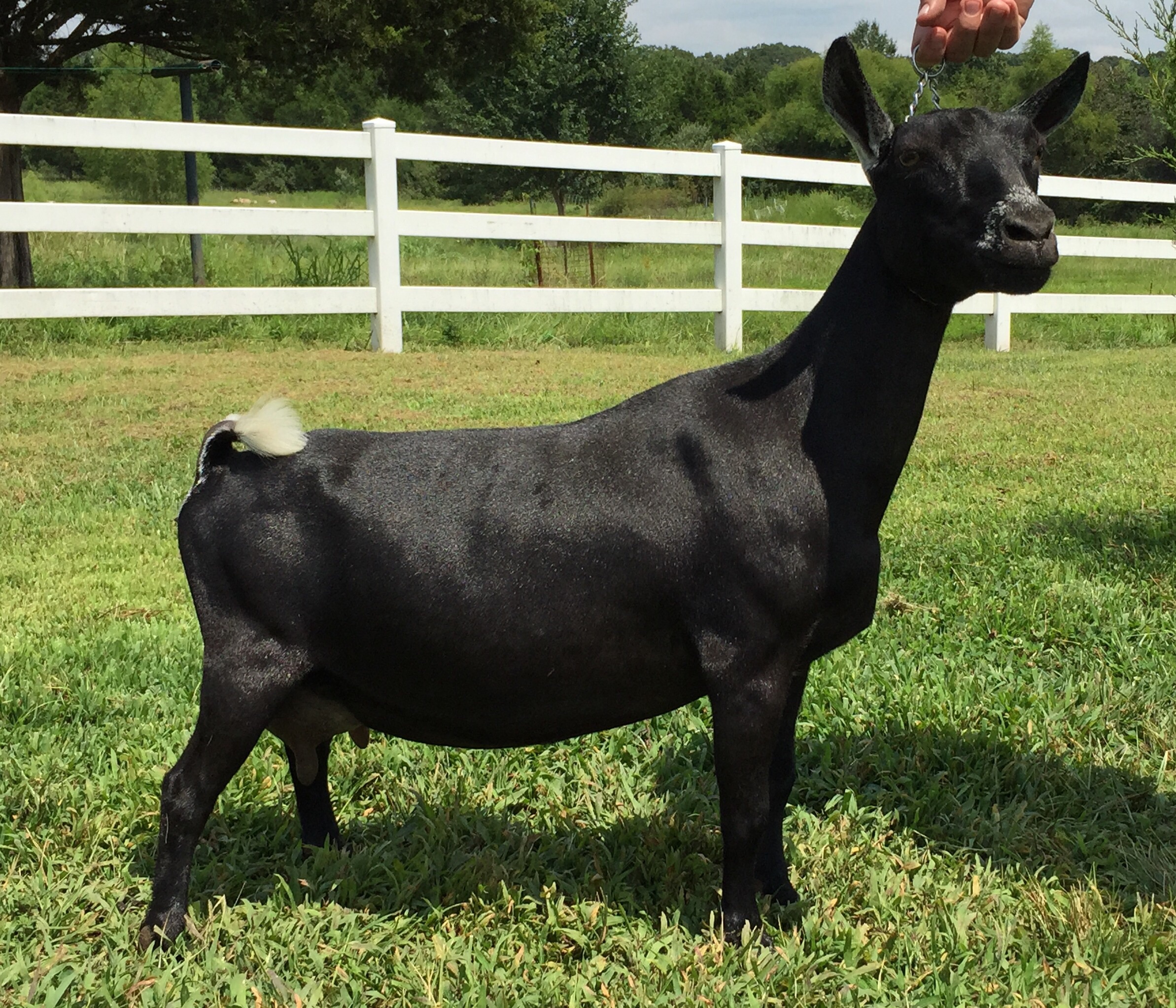 A small family farm breeding Quality Nigerian Dwarf Goats